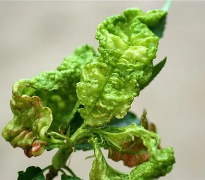 Kräuselkrankheit bei Pfirsichen