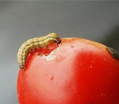 Raupenfraß an Tomaten