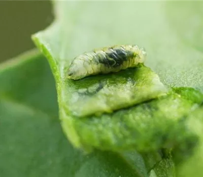 Rübenfliege an Spinat und Mangold