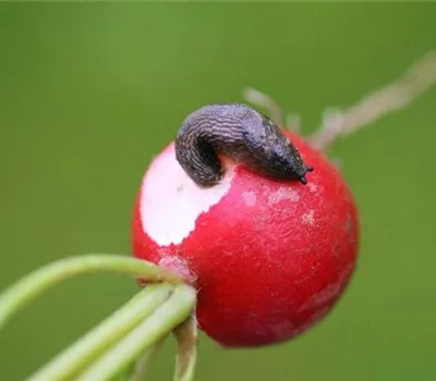 Schnecken an Radieschen und Rettich