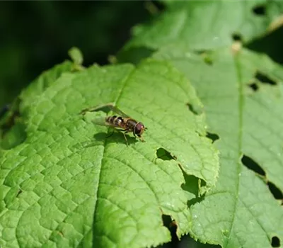 Schwebfliegen