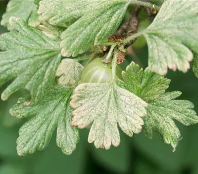 Spinnmilben an Stachelbeeren