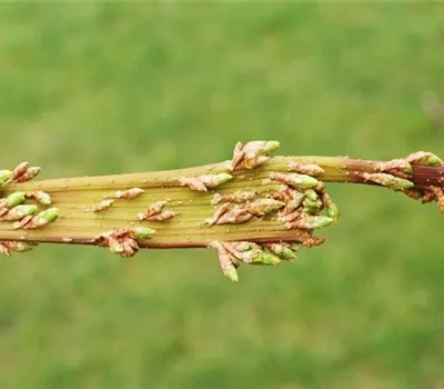 Verbänderung bei Forsythien Verbänderung bei Forsythien