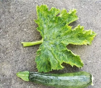 Virus bei Zucchini und Kürbis Virus bei Zucchini und Kürbis