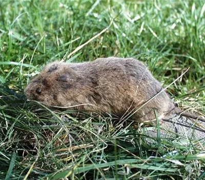 Wühlmäuse im Garten