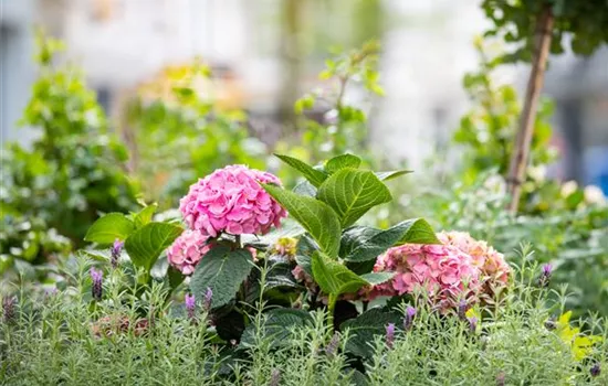 Bäume und Sträucher – eine attraktive Alternative zu Blumen