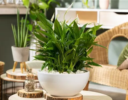 Dicke Luft im Haus? Heizungsluft und Zimmerpflanzen im Winter