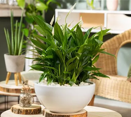 Dicke Luft im Haus? Heizungsluft und Zimmerpflanzen im Winter