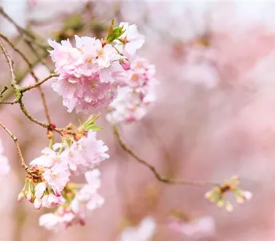 Pflanzen im Frühling – Frühblüher für Kübel, Kasten und Beet Pflanzen im Frühling – Frühblüher für Kübel, Kasten und Beet