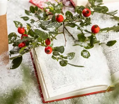 Weihnachten im Topf - Die schönsten Weihnachtspflanzen Weihnachten im Topf - Die schönsten Weihnachtspflanzen