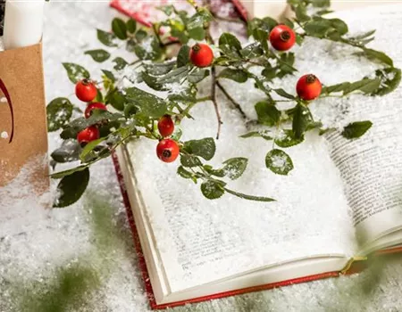 Weihnachten im Topf - Die schönsten Weihnachtspflanzen