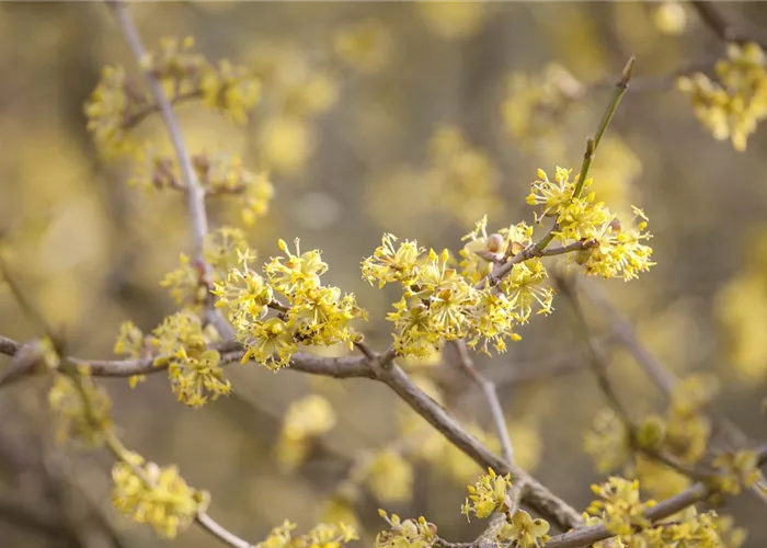 Frühblühende Gehölze starten in den Frühling