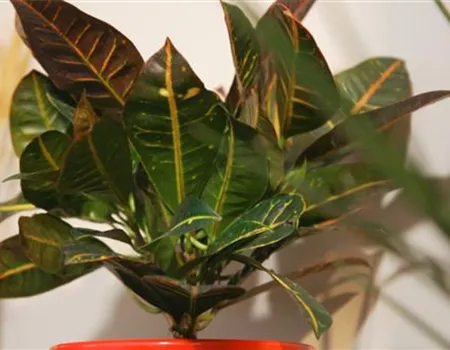 Wunderstrauch - Umtopfen Wunderstrauch - Umtopfen