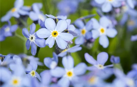 Das Vergissmeinnicht als Frühlingsbote Das Vergissmeinnicht als Frühlingsbote