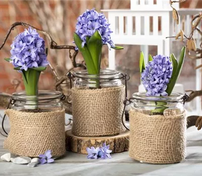 Blumenzwiebeln im Haus – Frühling im Wohnzimmer Blumenzwiebeln im Haus – Frühling im Wohnzimmer