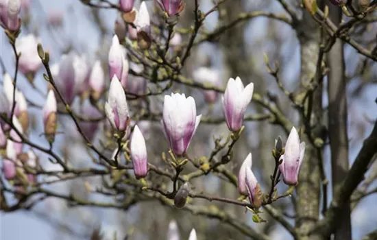 Die Magnolie – Blütenzauber im Frühling