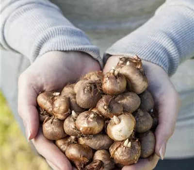 Keine Angst im Dunkeln – Blumenzwiebeln überwintern Keine Angst im Dunkeln – Blumenzwiebeln überwintern