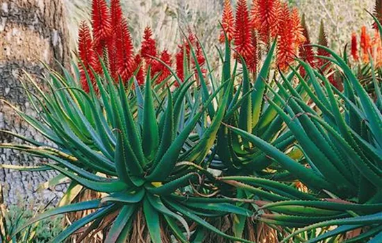 Aloe