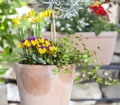 Blumenzwiebeln – einpflanzen in ein Gefäß Blumenzwiebeln – einpflanzen in ein Gefäß
