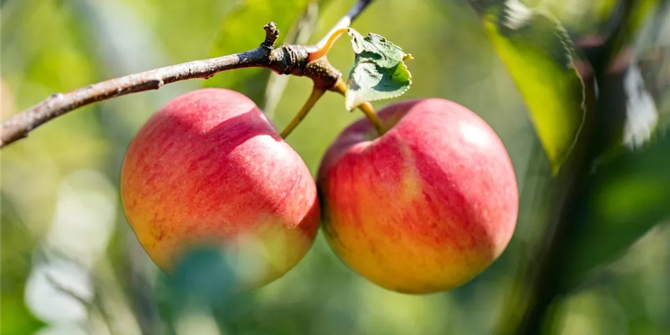 Malus domestica 'Holsteiner Cox'