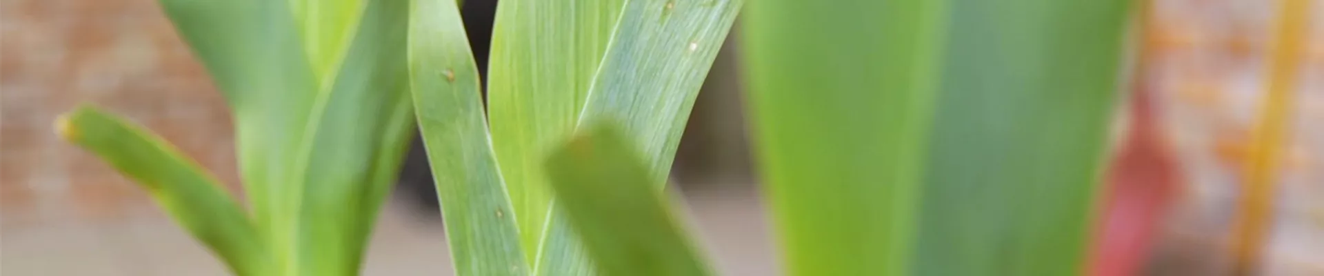 Schwertlilie - Einpflanzen im Garten (Thumbnail).jpg Schwertlilie - Einpflanzen im Garten (Thumbnail).jpg