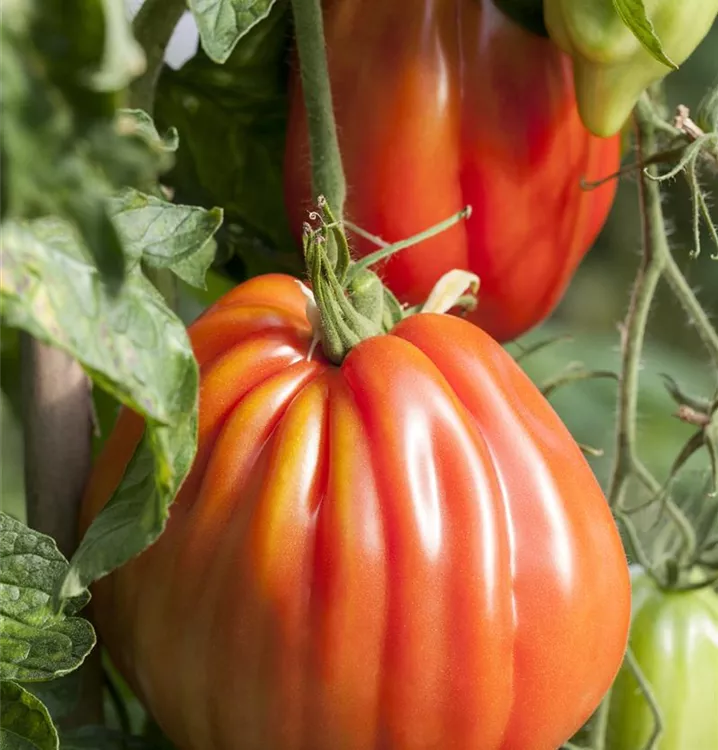 Fleischtomate