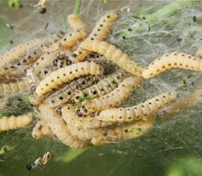 Gespinstmotte an Buchsbaum