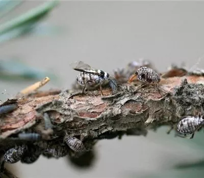 Rindenläuse an Nadelgehölzen