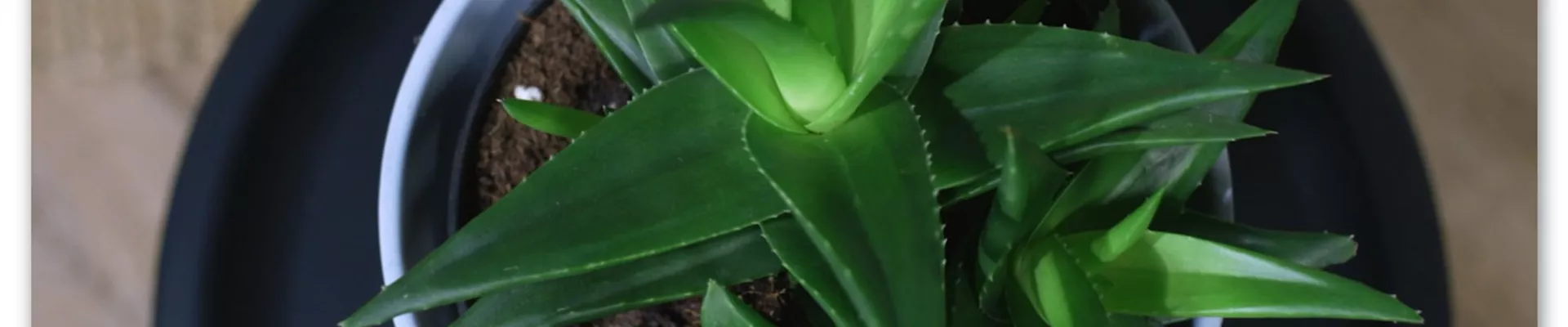 Zimmerpflanzenportrait - Aloe Vera (Thumbnail).jpg Zimmerpflanzenportrait - Aloe Vera (Thumbnail).jpg
