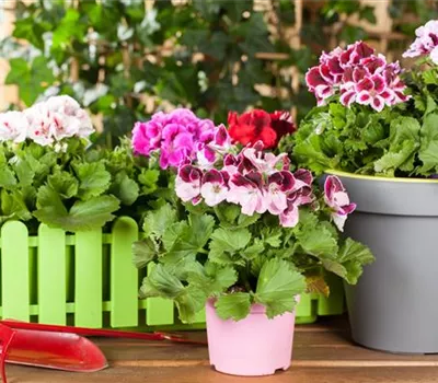 Geranien als beliebte Klassiker für Balkon und Garten Geranien als beliebte Klassiker für Balkon und Garten
