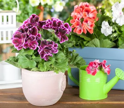 Geranien pflanzen und Balkon und Garten bunt gestalten Geranien pflanzen und Balkon und Garten bunt gestalten
