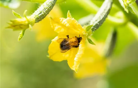 Bienenfreundliche Pflanzen für Garten und Co.