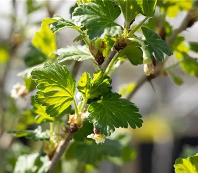 Stachelbeeren richtig pflanzen und pflegen Stachelbeeren richtig pflanzen und pflegen
