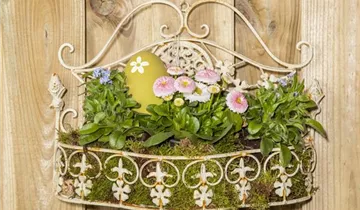 Zum Vergrößern klicken Bildvorschau