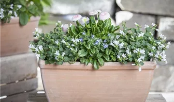 Zum Vergrößern klicken Bildvorschau