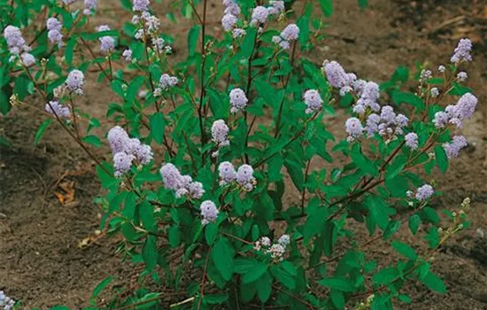 Französische Hybrid-Säckelblume