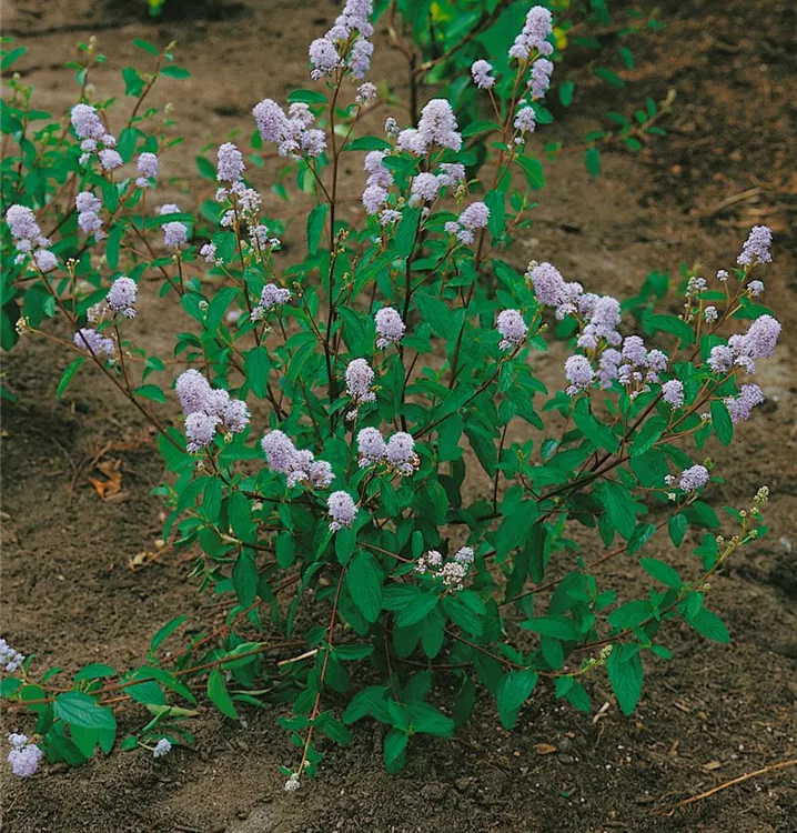 Französische Hybrid-Säckelblume