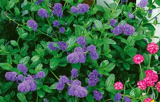 Amerikanischer Flieder