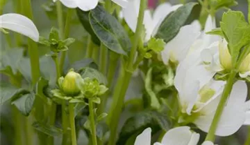 Zum Vergrößern klicken Bildvorschau