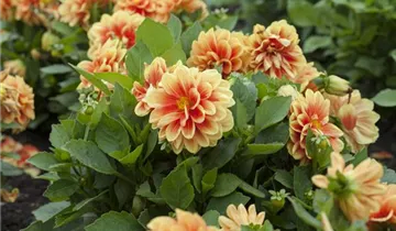 Zum Vergrößern klicken Bildvorschau