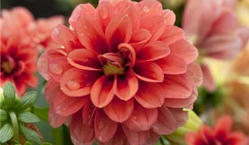 Zum Vergrößern klicken Bildvorschau