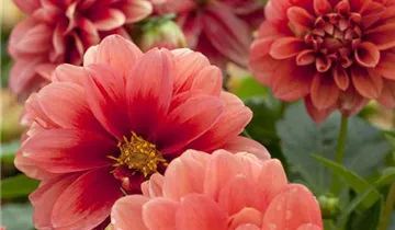 Zum Vergrößern klicken Bildvorschau