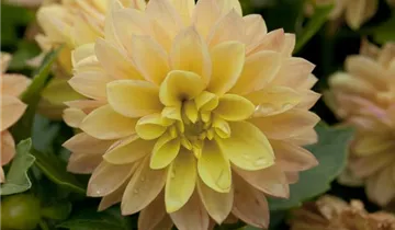 Zum Vergrößern klicken Bildvorschau