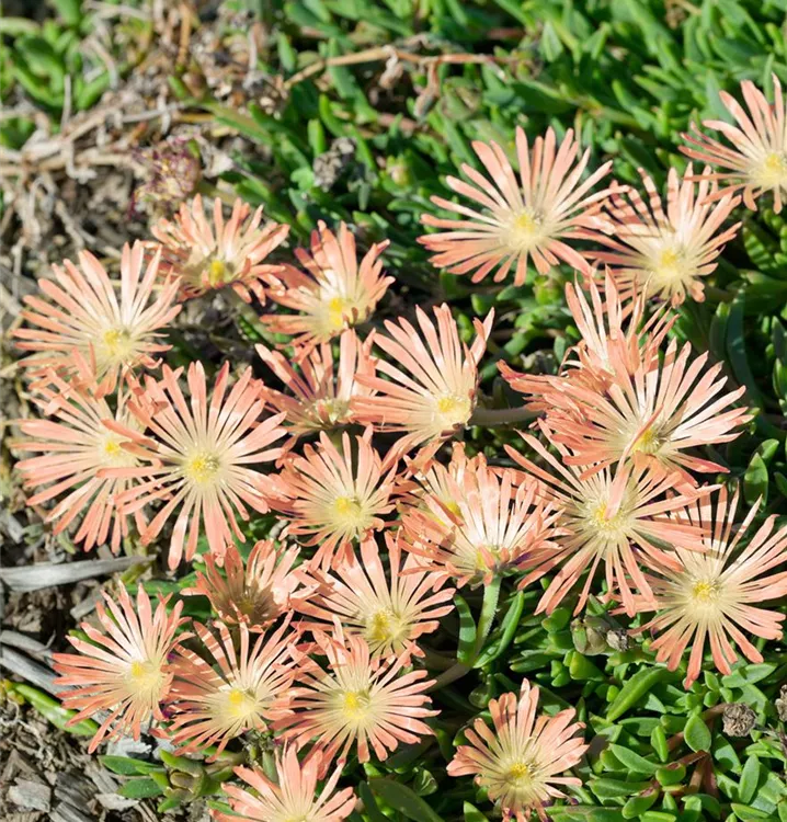 Transvaal-Mittagsblume Transvaal-Mittagsblume