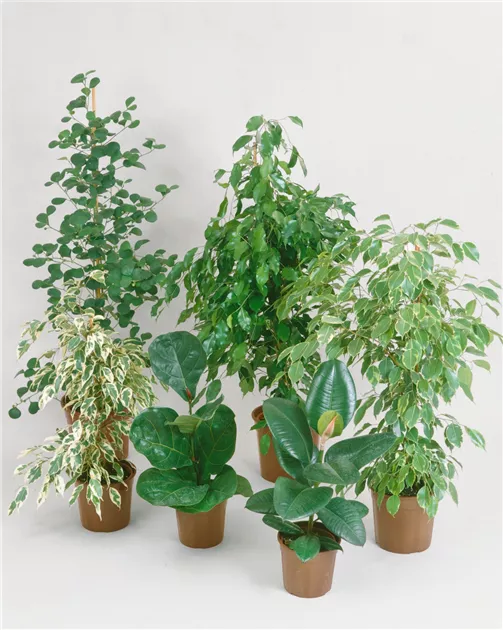 Ficus cyathistipula - BAUHAUS E-Business GmbH & Co. KG