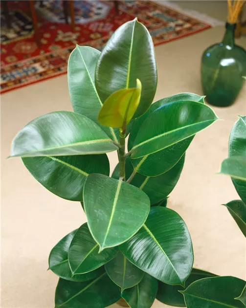 monstera deliciosa jungle Monstera Jungle Mint