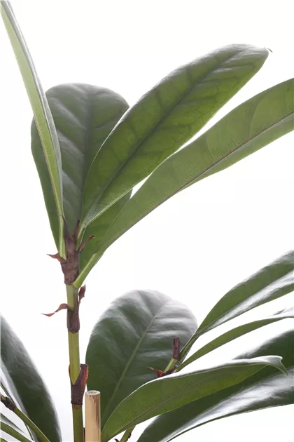 monstera pflanzen klle Monstera Deliciosa Kstliches Fensterblatt Zimmerpflanze 24cm
