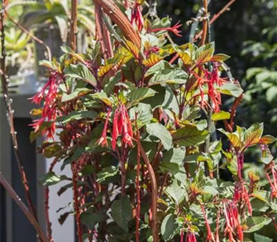 Winterschlaf für Geranien und Fuchsien Winterschlaf für Geranien und Fuchsien