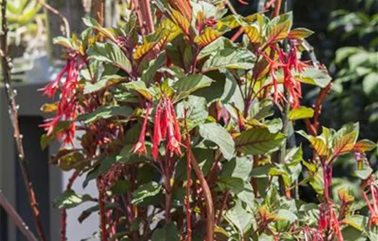 Winterschlaf für Geranien und Fuchsien