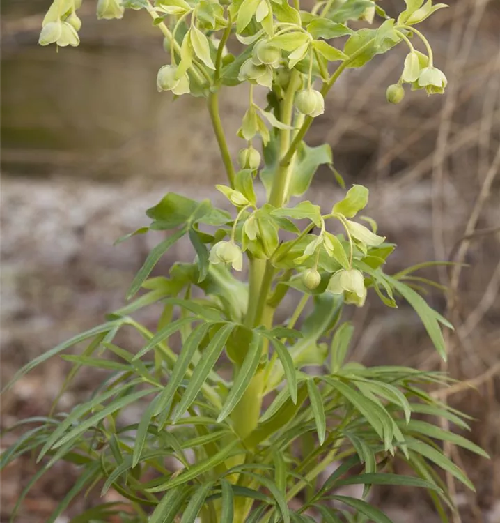 Palmblatt-Nieswurz